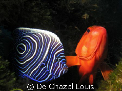 friends by De Chazal Louis 